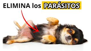 🛑PARÁSITOS en PERROS✅ 5 Remedios Caseros para DESPARASITAR Perros 🐶 [upl. by Brindell]