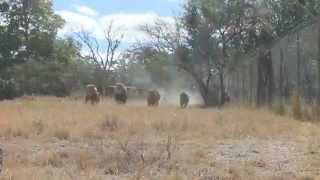 Lionfeeding in Antelope Park Zimbabwe [upl. by Aira871]