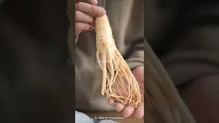 This Root Sells For 17k • Ginseng Plant [upl. by Swihart]