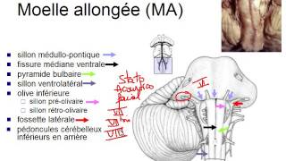 Les étonnants pouvoirs De Transformation Du Cerveau [upl. by Ecnav]