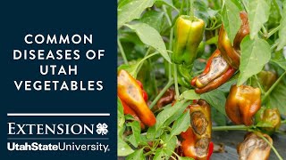 Common Diseases of Utah Vegetables  Identification [upl. by Oad]