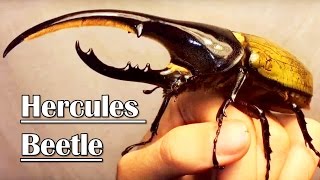 Handling a GIANT RHINO BEETLE  Dynastes hercules [upl. by Darline185]