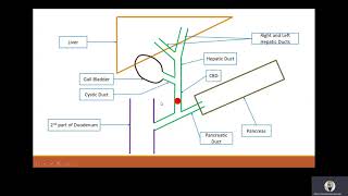 LFT amp Hepatitis Serology Interpretation [upl. by Olocin227]