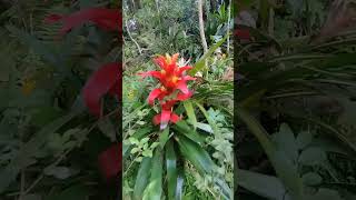 Bromelias en flor [upl. by Meriel]