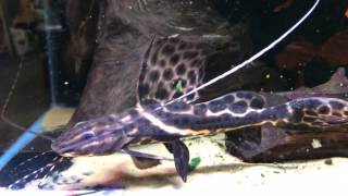 Sailfin Marbled Catfish  Leiarius pictus [upl. by Trix]