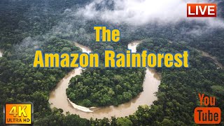 Exploring the Amazon Rainforest and Mighty Amazon River  4K Documentary [upl. by Maurer]