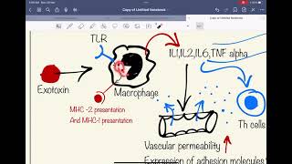 Exotoxin  Microbiology 1st term  Demo class [upl. by Ania]