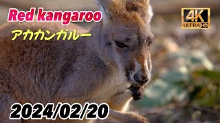 ㊗️美しすぎるアカカンガルーの映像美🩷 【東山動物園】 [upl. by Burnard647]