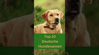 Top 10 der schönsten deutschen Hundenamen für verschiedene Hunderassen große und kleine [upl. by Artemas]