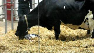 Cow giving birth at Fair Oaks Farm [upl. by Mattland]