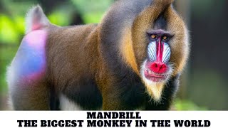 Mandrill  The Biggest Monkey In The World [upl. by Hound328]