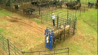 Priefert Small Cattle Working Systems [upl. by Burgener187]