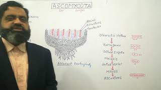 Ascomycetes English medium profmasoodfuzail Ascomycota  Sac Fungi  Ascocarp  Ascospores [upl. by Nnylsoj]