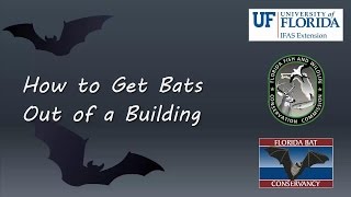 How to Get Bats out of a Building [upl. by Yemane]