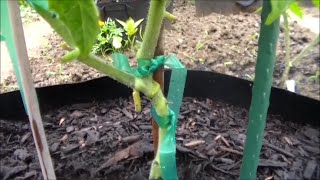 How to Graft Tomato Plants  Part VI  Progress Update 43 Days After Grafting [upl. by Kall]