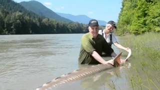 Giant Monster Sturgeon  12 4quot amp 1100 lbs [upl. by Acirret946]