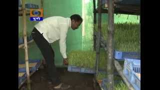 Govind Dairy Hydroponic fodder feeding [upl. by Adnyleb740]