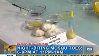 How to make homemade mosquito repellent  Unang Hirit [upl. by Alyakem]