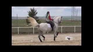 Tracio  2005 PRE Spanish Prix St George Dressage Stallion [upl. by Nalyd]