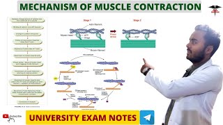 Mechanism Of Muscle Contraction  Muscle physiology  Nursing DMLT  BMLT  MBBS Lecturer [upl. by Dnalkrik]