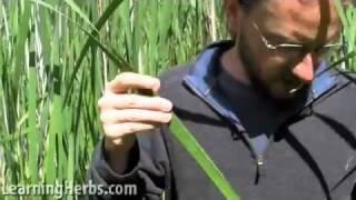 Harvesting amp Preparing Cattails Part 6 of 6 [upl. by East]