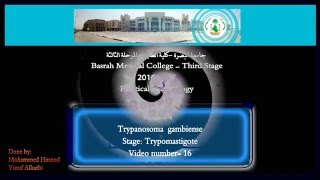 16 Practical Parasitology  Trypanosoma  Gambiense  Trypomastigote Stage [upl. by Lissa]