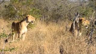 Lioness showing last bit of motherly love to badly injured cub [upl. by Nyrual]