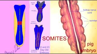 EMBRYONIC DEVELOPMENT SOMITES [upl. by Notanhoj493]