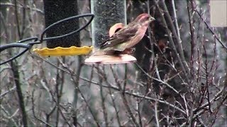 Purple Finch and House Finch differences [upl. by Yecats]