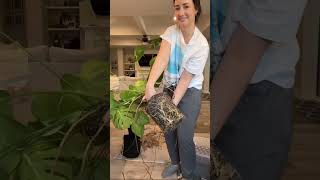 Repotting my outdoor Monstera Delicosia [upl. by Tita]