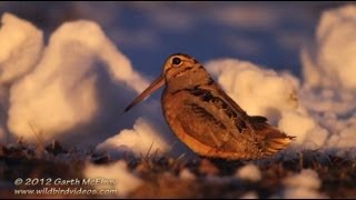 American Woodcock Displaying in Maine [upl. by Llebana]