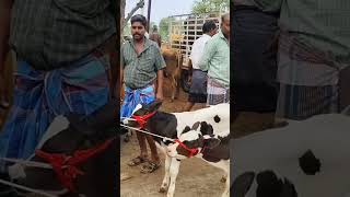 வளர்ப்பு கன்று குட்டிகள் விற்பனை tn24sakthivlogs [upl. by Dougall]