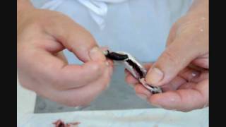 Sardellen ausnehmen und filetieren  How to clean anchovies [upl. by Ajnek]