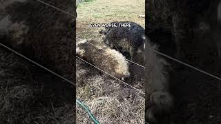 One Naive Decision Nearly Destroyed My Pig Farm pasturedpigs mangalitsa [upl. by Yarehs275]