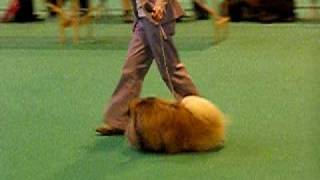 CRUFTS 2010 PEKINGESE [upl. by Ahsytal]