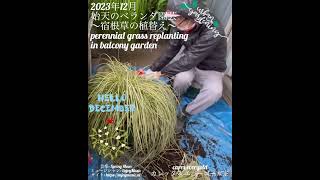 【2023年12月 始天のベランダガーデニング 〜カレックス・エバーゴールドの植替え〜】perennial grass replanting in balcony garden [upl. by Undis]