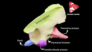 comparative anatomy of the axis  C2 [upl. by Naejeillib]