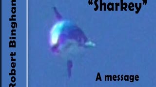 quotSharkeyquot The shark without a tail A message from Robert Bingham [upl. by Ettellocin]