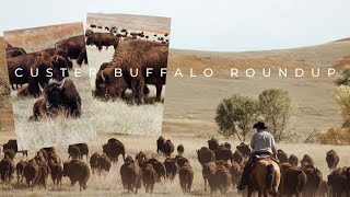 Buffalo Roundup  Custer State Park [upl. by Featherstone]