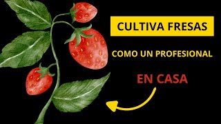 Cultiva Fresas En Casa Rápido [upl. by Carlstrom]