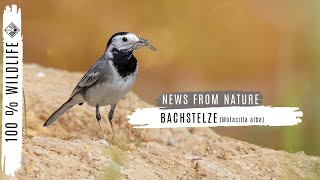 Bachstelze Motacilla alba bei der Nahrungssuche [upl. by Arihppas335]