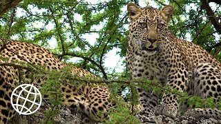 Serengeti National Park Tanzania Amazing Places 4K [upl. by Shelia]