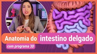 ANATOMIA DO INTESTINO DELGADO Com programa 3D [upl. by Mikahs]