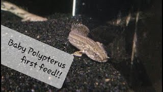 Young Polypterus bichir first feeding [upl. by Nonie351]