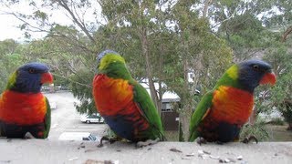 Noisy Hungry Australian Rainbow Lorikeets [upl. by Ettenan]