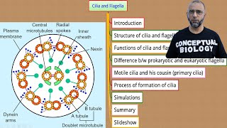 Cilia and Flagella with Dr Sohail Jamil Qureshi  MDCAT Biology [upl. by Gun]