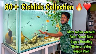 Cichlids 5 ft Fish Tank🔥😘  Polar Parrot Fish Tank❤️  Guppy Fish Breeding Setup  Shrimps Setup [upl. by Lanza]