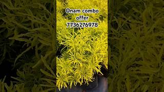 aralia combo offer🥰two plants₹ 160 onlyshortvideo shortfeed [upl. by Varien132]