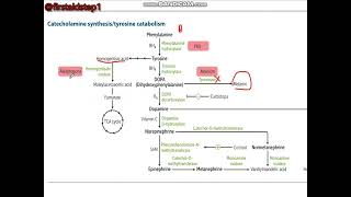 Amino acid derivatives  Catecholamine synthesis Tyrosine catabolism [upl. by Irol]