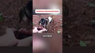 LAS CABRAS NO CUIDAN A SUS HIJOS historias curiosidades épico viral [upl. by Isyak]